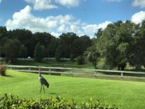 Green Key Village Birds Wildlife