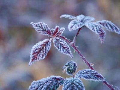 Winter Maintenance