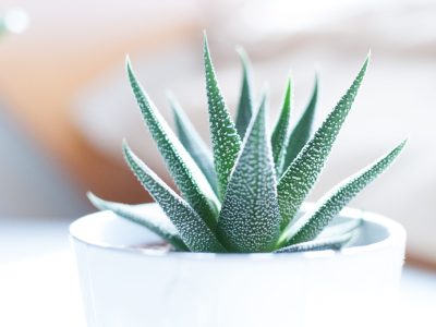 stress-free-plant